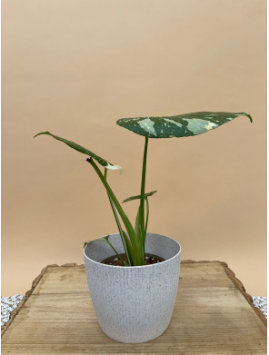 MONSTERA THAI CONSTELLATION