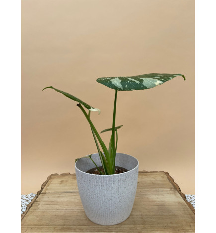 MONSTERA THAI CONSTELLATION