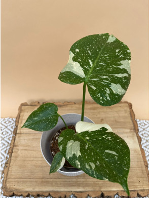 MONSTERA THAI CONSTELLATION