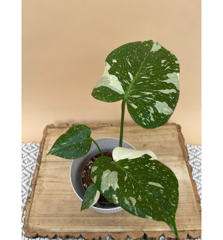MONSTERA THAI CONSTELLATION