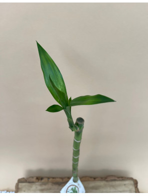 DRACAENA SANDERIANA LUCKY BAMBOO