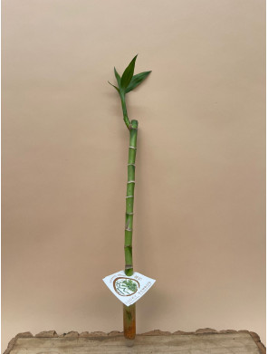 DRACAENA SANDERIANA LUCKY BAMBOO