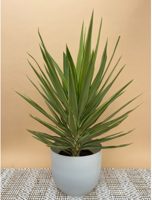 YUCCA ELEPHANTIPES JEWEL