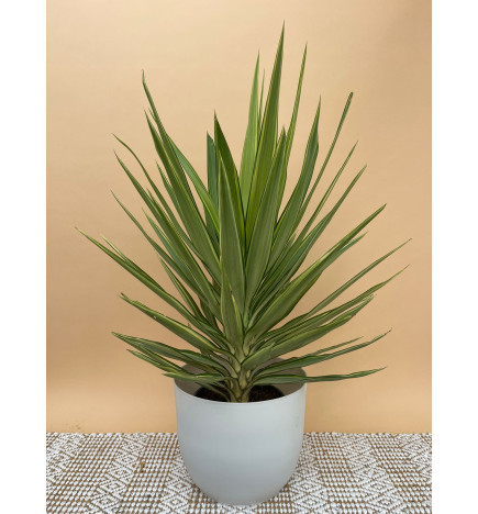 YUCCA ELEPHANTIPES JEWEL