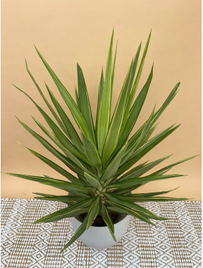 YUCCA ELEPHANTIPES JEWEL