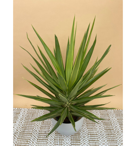 YUCCA ELEPHANTIPES JEWEL