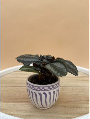 PILEA SPRUCEANA