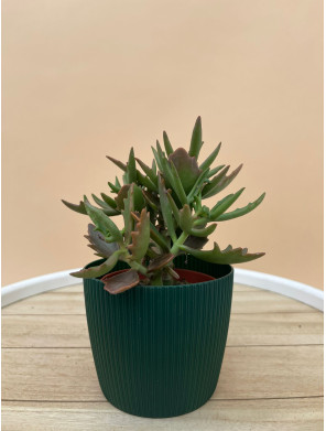 SUCULENTA