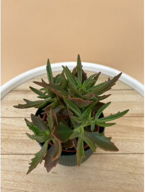 SUCULENTA