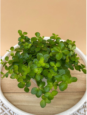 PEPEROMIA ROTUNDIFOLIA