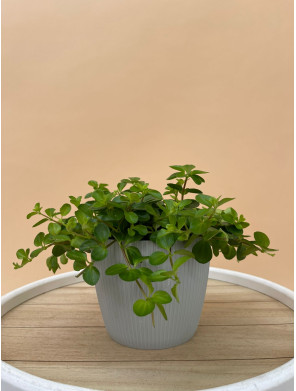 PEPEROMIA ROTUNDIFOLIA