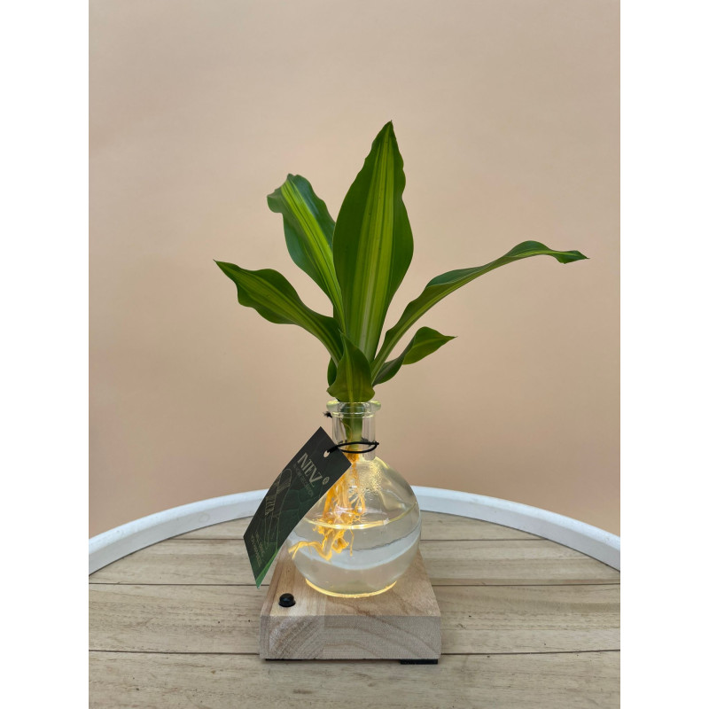 PLANTA EM FRASCO C/ BASE DE ILUMINAÇÃO LED