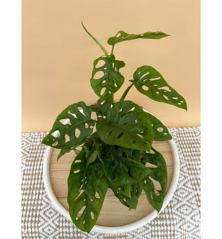 MONSTERA ADANSONII MONKEY LEAF