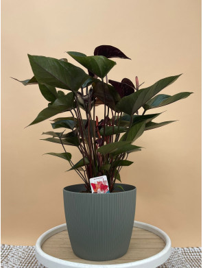 ANTHURIUM BEAUTY BLACK