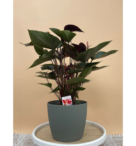 ANTHURIUM BEAUTY BLACK
