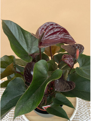 ANTHURIUM BEAUTY BLACK