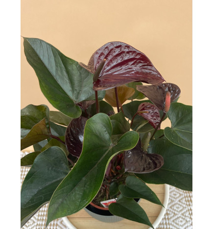 ANTHURIUM BEAUTY BLACK