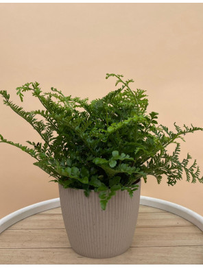 ASPLENIUM PARVATI