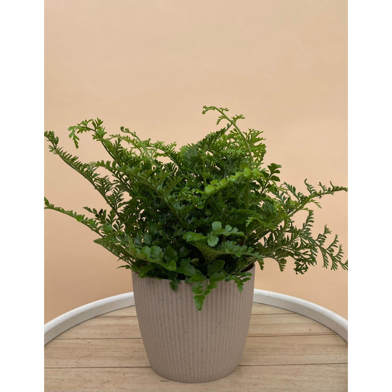 ASPLENIUM PARVATI