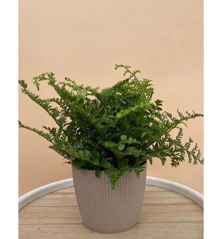 ASPLENIUM PARVATI