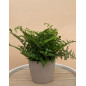 ASPLENIUM PARVATI