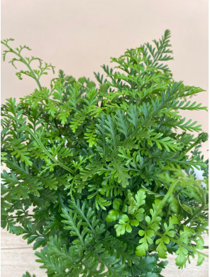 ASPLENIUM PARVATI