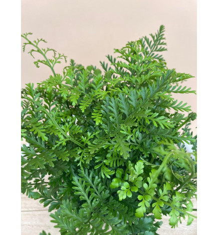 ASPLENIUM PARVATI