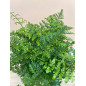 ASPLENIUM PARVATI