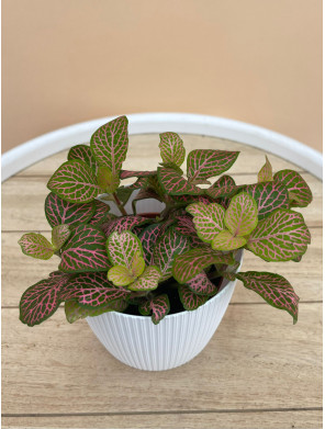 FITTONIA