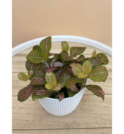 FITTONIA