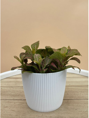 FITTONIA