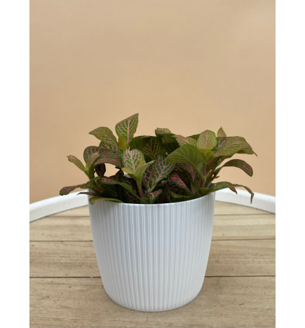 FITTONIA