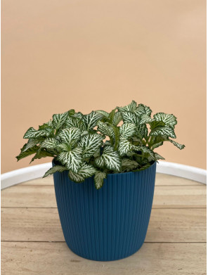 FITTONIA