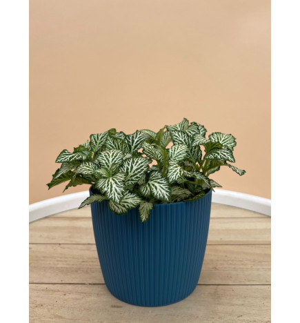 FITTONIA