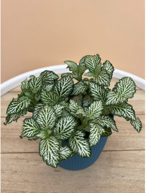FITTONIA