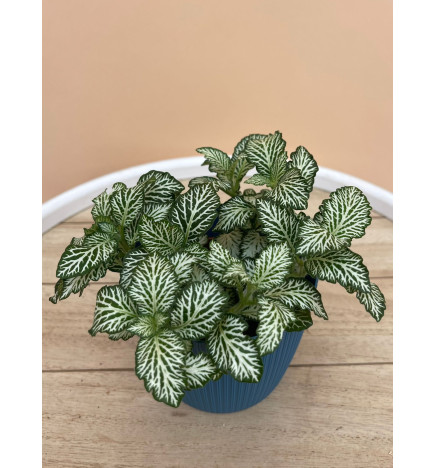 FITTONIA