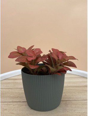 FITTONIA