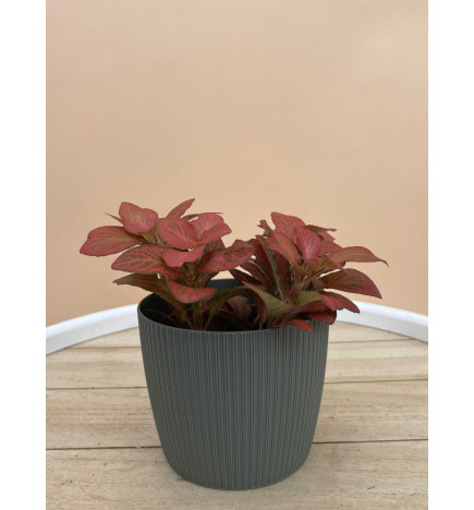 FITTONIA