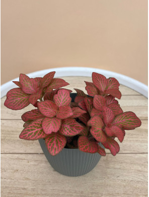 FITTONIA