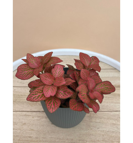 FITTONIA