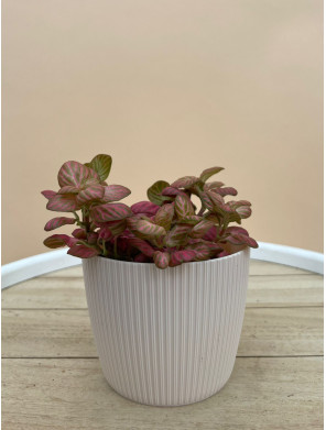 FITTONIA