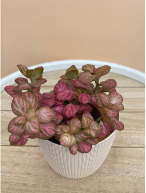 FITTONIA