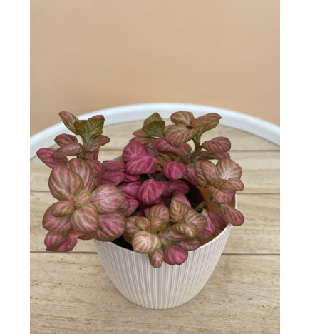 FITTONIA