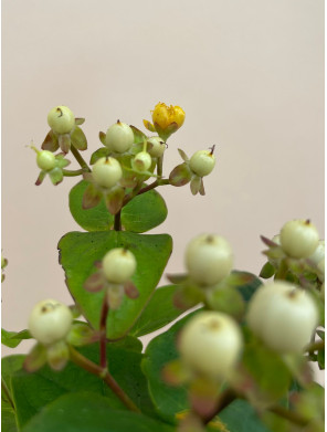 HYPERICUM BRANCO