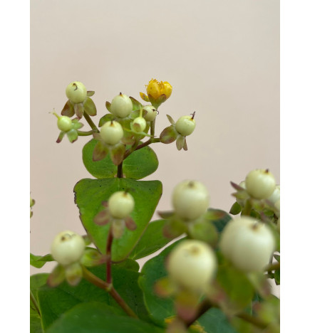 HYPERICUM BRANCO