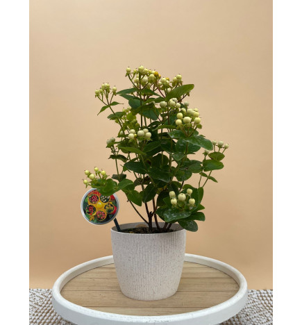 HYPERICUM BRANCO