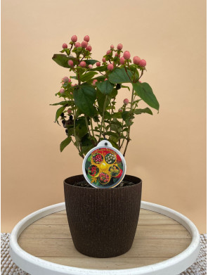 HYPERICUM ROSA