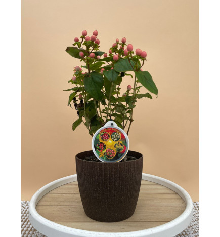 HYPERICUM ROSA