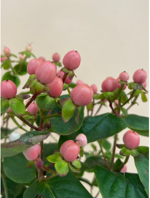 HYPERICUM ROSA