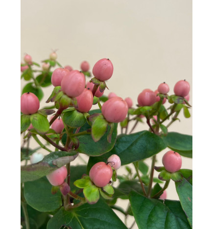 HYPERICUM ROSA